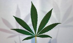 GANJA.jpg